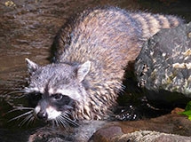 racoon ring