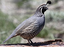 california native game birds california native game birds