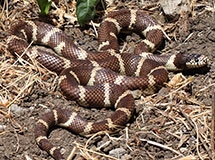 Snakes | Oregon Department Of Fish & Wildlife