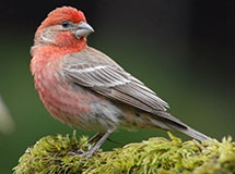 Finches, Grosbeaks and House Sparrows | Oregon Department of Fish ...