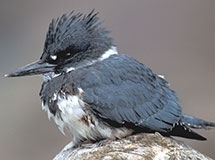 Kingfishers and Woodpeckers | Oregon Department of Fish & Wildlife