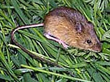 mice wikipedia