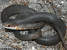 Snakes Oregon Department Of Fish Wildlife   Racer Todd Pierson Flickr 