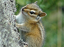 townsends_chipmunk_wfw.jpg Thumbnail