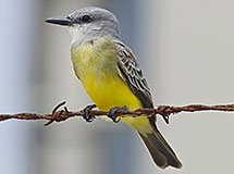 western flycatcher