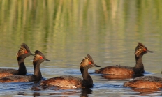 0181_eared_grebe_adult_breeding_budeau.jpg Thumbnail