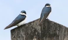0364_tree_swallows_munsel.jpg Thumbnail