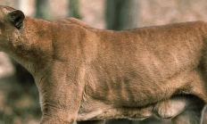image of a snarling cougar