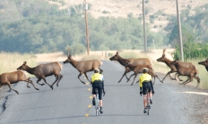 image of two bicyclists stopping to allow a herd of elk to cross the road