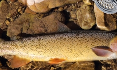 image of a cutthroat trout