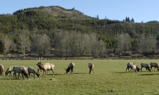 image of a herd of grazing elk