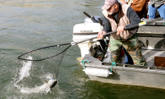 image of a boat angler netting a Chinook salmon