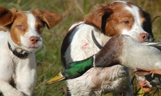 image of two spaniel dogs (one a pup) retrieving a duck