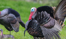 TomsDSDmatepair6_MMT 8.3.jpg