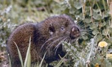 A mountain beaver stands in some grass. The creature has a brown body, tiny eyes and white whiskers.