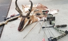 photo of a pronghorn antelope that's been harvested illegally
