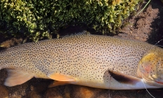 image of a 12-14 inch cutthroat trout on stream bank