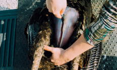image of a hunter beginning to field dress a bird