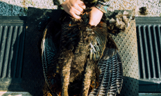 image of a hunter beginning to pluck a bird on the gate of his pickup truck