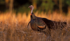 image of a hen turkey in an autumn field of grasses