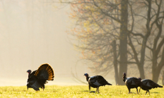 photo of a to turkey in full display in front of three hens