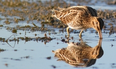 photo of Wilson's snipe using long bill to feed in mud