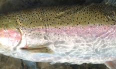 a close up of a steelhead in shallow water