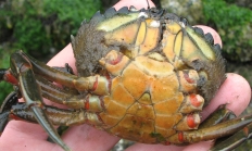Showing the underside of a green crab