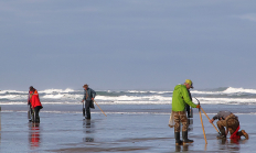 several people on the beach razor clamming