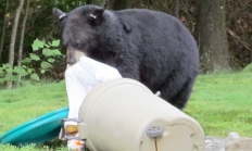 Black bear rummaging in home trash can