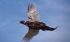 Ring-necked pheasant