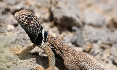Mojave black collared lizard