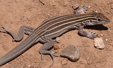 Plateau striped whiptail lizard