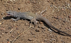 Western whiptail lizard