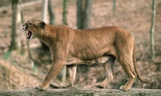 Image of an adult cougar snarling