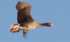 White-fronted goose