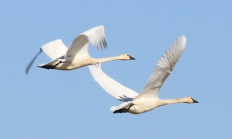 Tundra swan