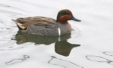 Green-winged teal drake