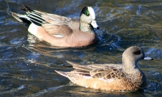 American wigeon pair