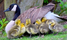 2019_mama_goose_babies_wease_odfw.jpg Canada goose