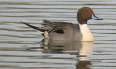 2104_Northern_Pintail_gilson.jpg Northern pintail drake