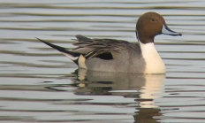 Northern pintail drake