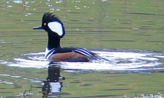 Hooded merganser drake