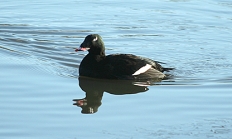 White-winged scoter