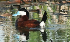 Ruddy duck drake