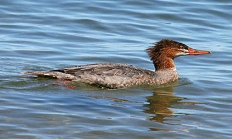 Red-breasted merganser drake