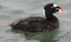 Surf Scoter