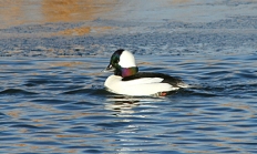 Bufflehead drake