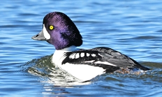 Barrow's goldeneye drake