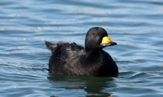 Black scoter